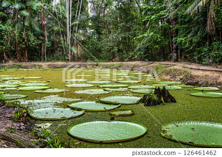 Victoria amazonica flower at Museu da Amazonia, MUSA in Manaus, Brazil. The largest of the water lily family Victoria amazonica flower at Museu da Amazonia, MUSA in Manaus, Brazil. The largest of the water lily family 126461462
