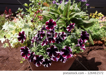 Petunia and Sweetunia planting 126461572