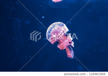 underwater photography jellyfish mastigias papua, spotted jelly, lagoon jelly, golden medusa 126461908