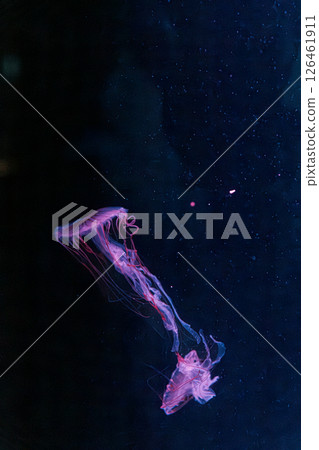 underwater photography jellyfish chrysaora melanaster, Northern Sea Nettle or brown jellyfish underwater photography jellyfish chrysaora melanaster, Northern Sea Nettle or brown jellyfish 126461911