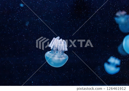 underwater photography jellyfish Blue Blubber Jelly, Catostylus mosaicus underwater photography jellyfish Blue Blubber Jelly, Catostylus mosaicus 126461912