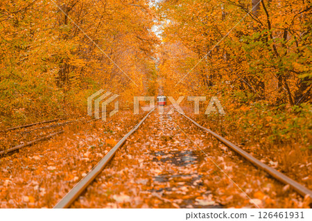 Autumn forest through which the tram travels, Kyiv and rails Autumn forest through which the tram travels, Kyiv and rails 126461931
