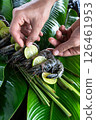 Fresh tiger shrimp are being carefully arranged on fragrant banana leaves, accented with slices of zesty lime. The vibrant green backdrop enhances the culinary artistry. 126461953