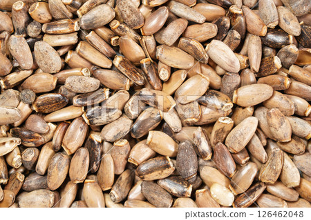 Heap of blessed milk thistle seeds - Silybum marianum - closeup from above Heap of blessed milk thistle seeds - Silybum marianum - closeup from above 126462048