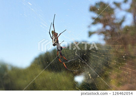 Red legged golden orb weaver spider female - Nephila inaurata madagascariensis, resting on her nest, sun over blurred bushes in background Red legged golden orb weaver spider female - Nephila inaurata madagascariensis, resting on her nest, sun over blurred bushes in background 126462054