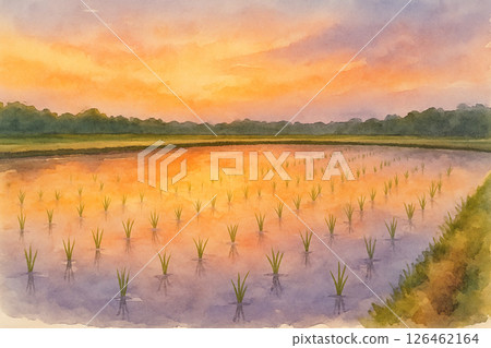 Watercolor illustration of a rice field in the sunset Watercolor illustration of a rice field in the sunset 126462164
