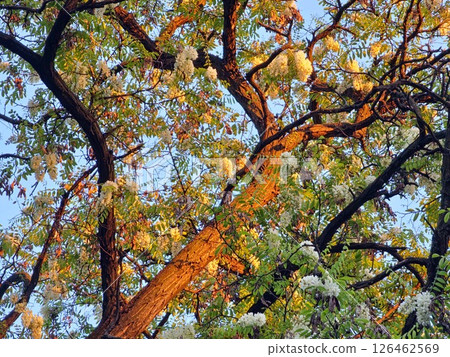 White acacia flowers bloom at sunset. A flowering acacia tree illuminated by warm setting sun against blue sky White acacia flowers bloom at sunset. A flowering acacia tree illuminated by warm setting sun against blue sky 126462569