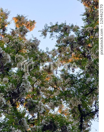 White acacia flowers blooming at sunset. Acacia tree in full bloom lit by warm setting sun White acacia flowers blooming at sunset. Acacia tree in full bloom lit by warm setting sun 126462570