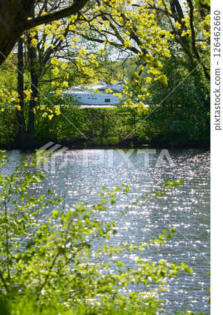 View of the mega yachts standing at the pier through the branches of trees on a clear sunny day, residential buildings and a stadium in the background, Russia, St.Petersburg 126462660