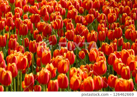 An idyllic garden scene showcasing bright red tulips illuminated by warm sunlight in St.Petersburg, Russia, conveying vibrancy, freshness, and natural beauty in a serene outdoor setting An idyllic garden scene showcasing bright red tulips illuminated by warm sunlight in St.Petersburg, Russia, conveying vibrancy, freshness, and natural beauty in a serene outdoor setting 126462669