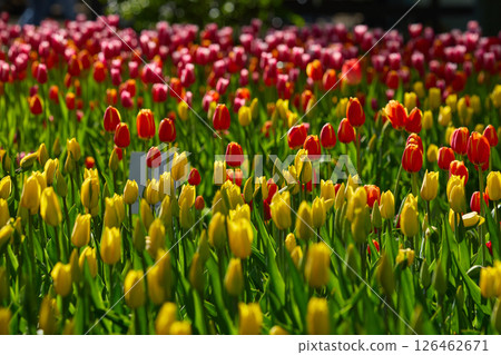An idyllic garden scene showcasing bright red tulips illuminated by warm sunlight in St.Petersburg, Russia, conveying vibrancy, freshness, and natural beauty in a serene outdoor setting 126462671