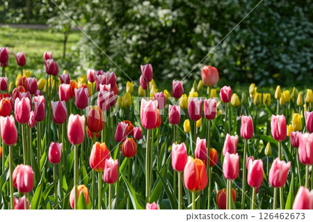 An idyllic garden scene showcasing bright red tulips illuminated by warm sunlight in St.Petersburg, Russia, conveying vibrancy, freshness, and natural beauty in a serene outdoor setting 126462673