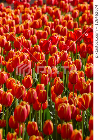 An idyllic garden scene showcasing bright red tulips illuminated by warm sunlight in St.Petersburg, Russia, conveying vibrancy, freshness, and natural beauty in a serene outdoor setting 126462674