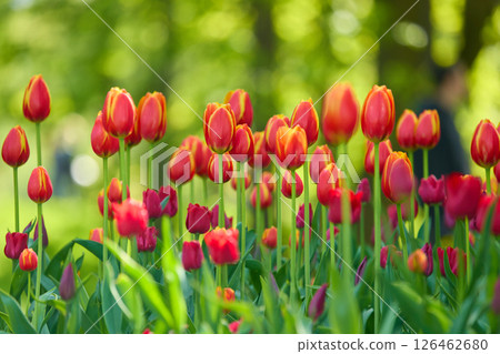 An idyllic garden scene showcasing bright red tulips illuminated by warm sunlight in St.Petersburg, Russia, conveying vibrancy, freshness, and natural beauty in a serene outdoor setting 126462680