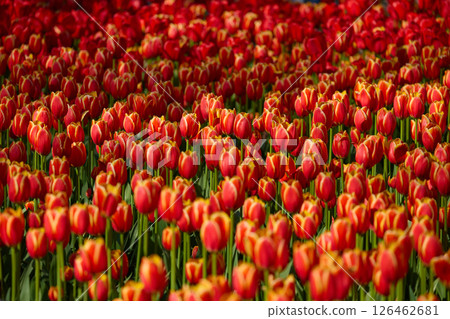 An idyllic garden scene showcasing bright red tulips illuminated by warm sunlight in St.Petersburg, Russia, conveying vibrancy, freshness, and natural beauty in a serene outdoor setting An idyllic garden scene showcasing bright red tulips illuminated by warm sunlight in St.Petersburg, Russia, conveying vibrancy, freshness, and natural beauty in a serene outdoor setting 126462681