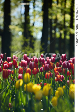 An idyllic garden scene showcasing bright red tulips illuminated by warm sunlight in St.Petersburg, Russia, conveying vibrancy, freshness, and natural beauty in a serene outdoor setting An idyllic garden scene showcasing bright red tulips illuminated by warm sunlight in St.Petersburg, Russia, conveying vibrancy, freshness, and natural beauty in a serene outdoor setting 126462692