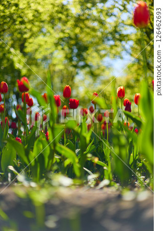 An idyllic garden scene showcasing bright red tulips illuminated by warm sunlight in St.Petersburg, Russia, conveying vibrancy, freshness, and natural beauty in a serene outdoor setting An idyllic garden scene showcasing bright red tulips illuminated by warm sunlight in St.Petersburg, Russia, conveying vibrancy, freshness, and natural beauty in a serene outdoor setting 126462693