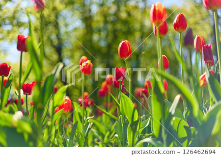 An idyllic garden scene showcasing bright red tulips illuminated by warm sunlight in St.Petersburg, Russia, conveying vibrancy, freshness, and natural beauty in a serene outdoor setting 126462694