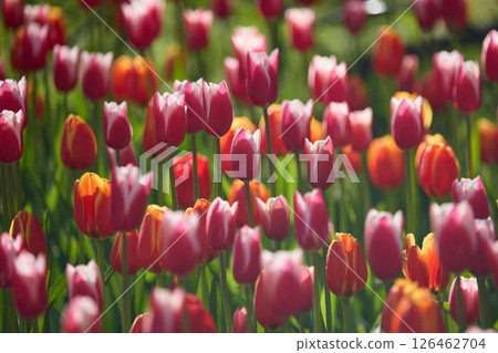 An idyllic garden scene showcasing bright red tulips illuminated by warm sunlight in St.Petersburg, Russia, conveying vibrancy, freshness, and natural beauty in a serene outdoor setting 126462704
