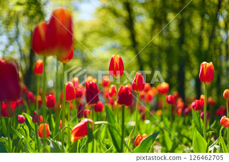 An idyllic garden scene showcasing bright red tulips illuminated by warm sunlight in St.Petersburg, Russia, conveying vibrancy, freshness, and natural beauty in a serene outdoor setting An idyllic garden scene showcasing bright red tulips illuminated by warm sunlight in St.Petersburg, Russia, conveying vibrancy, freshness, and natural beauty in a serene outdoor setting 126462705