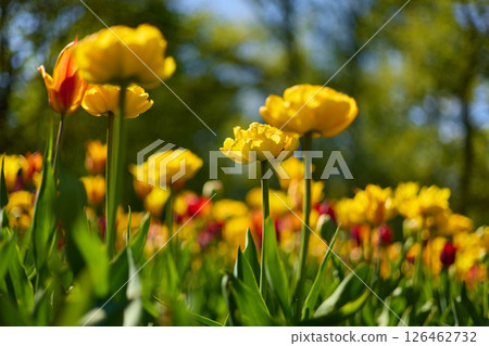 An idyllic garden scene showcasing bright yellow tulips illuminated by warm sunlight in St.Petersburg, Russia, conveying vibrancy, freshness, and natural beauty in a serene outdoor setting 126462732