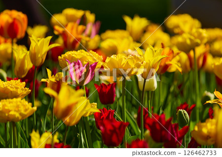 An idyllic garden scene showcasing bright yellow tulips illuminated by warm sunlight in St.Petersburg, Russia, conveying vibrancy, freshness, and natural beauty in a serene outdoor setting An idyllic garden scene showcasing bright yellow tulips illuminated by warm sunlight in St.Petersburg, Russia, conveying vibrancy, freshness, and natural beauty in a serene outdoor setting 126462733