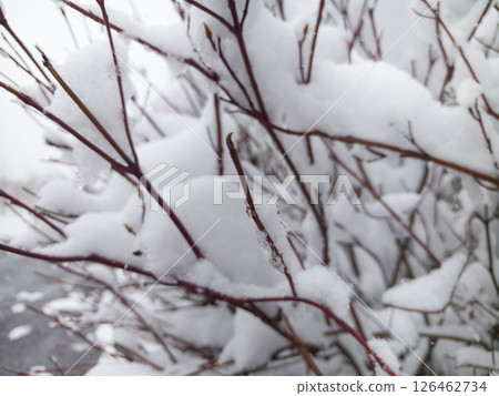 Snow blankets spring branches, illustrating climate change effects on nature Snow blankets spring branches, illustrating climate change effects on nature 126462734