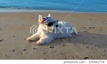 A cheerful west highland white terrier relaxes on the sandy beach, sporting a colorful hat and stylish sunglasses under the bright sun, enjoying the waves. A cheerful west highland white terrier relaxes on the sandy beach, sporting a colorful hat and stylish sunglasses under the bright sun, enjoying the waves. 126462738