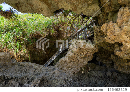 Plants growing among rocks Plants growing among rocks 126462829