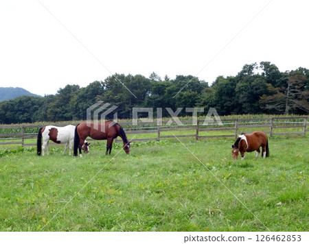 Horses grazing on the grasslands of Yatsugatake 126462853