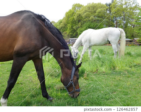Horses grazing on the grasslands of Yatsugatake Horses grazing on the grasslands of Yatsugatake 126462857