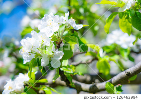 [Early summer material] Apple blossoms and blue sky [Yamanashi Prefecture] 126462984