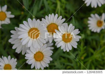 White Daisies with Yellow Centers in Green Grass 126463005