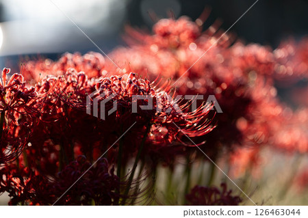[Autumn material] Red spider lily bathing in the morning sun [Nagano Prefecture] 126463044
