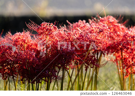 [Autumn material] Red spider lily bathing in the morning sun [Nagano Prefecture] 126463046