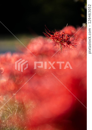 [Autumn material] Red spider lily bathing in the morning sun [Nagano Prefecture] 126463052
