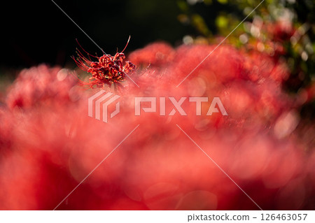 [Autumn material] Red spider lily bathing in the morning sun [Nagano Prefecture] 126463057