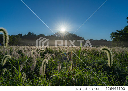 【秋日鑽石富士】初秋從朝霧高原井之頭地區看到的鑽石富士和芝草【靜岡縣】 【秋日鑽石富士】初秋從朝霧高原井之頭地區看到的鑽石富士和芝草【靜岡縣】 126463100