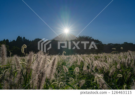 【秋日鑽石富士】初秋從朝霧高原井之頭地區看到的鑽石富士和芝草【靜岡縣】 126463115