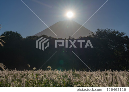 [Diamond Fuji in Autumn] Diamond Fuji and the Shiba grass seen from the Inokashira area of Asagiri Plateau in early autumn [Shizuoka Prefecture] 126463116