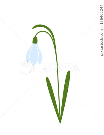 Snowdrop. Galanthus nivalis. Spring flower with leaves. Flat vector illustration isolated on white background. Vector illustration Snowdrop. Galanthus nivalis. Spring flower with leaves. Flat vector illustration isolated on white background. Vector illustration 126463244