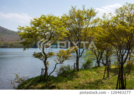Fresh greenery on Mount Akagi and the shores of Lake Onuma Fresh greenery on Mount Akagi and the shores of Lake Onuma 126463277