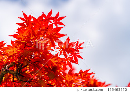 明亮的紅楓 126463350