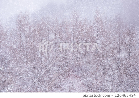 Snowy forest scenery, Hiruzen Highlands Snowy forest scenery, Hiruzen Highlands 126463454