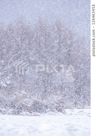 Snowy forest scenery, Hiruzen Highlands 126463458