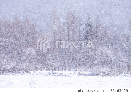Snowy forest scenery, Hiruzen Highlands 126463459