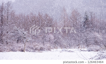 Snowy forest scenery, Hiruzen Highlands 126463464