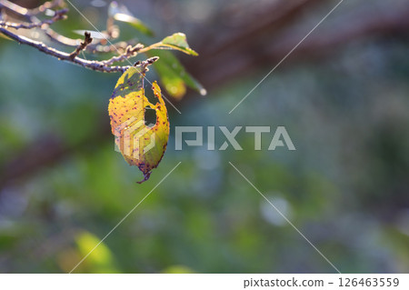 Autumn forest scenery: dead leaves shining in the sunlight Autumn forest scenery: dead leaves shining in the sunlight 126463559
