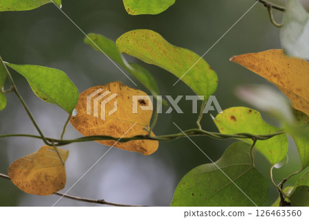 Autumn forest scenery: leaves turning red 126463560