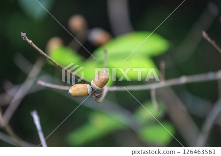 秋季森林風光：色彩繽紛的橡子 126463561